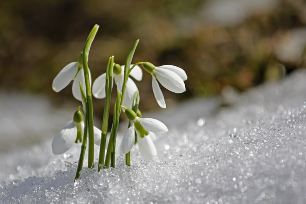 Snowdrop Flowers in Spring